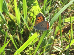 Lycaena phlaeas hypophlaeas