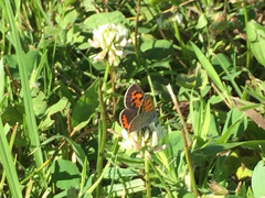 Lycaena phlaeas hypophlaeas