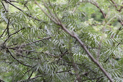 Bursera bicolor