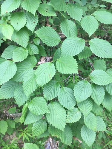 Alabama arrowwood (Viburnum alabamense)