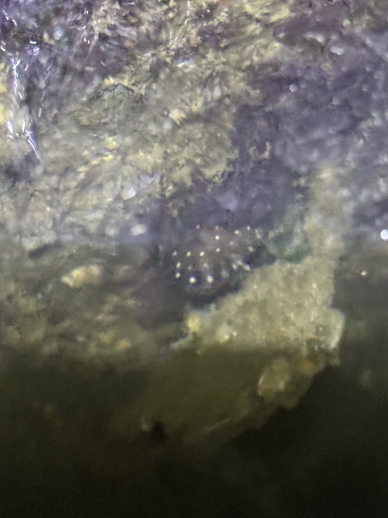 Snowy Grouper in July 2024 by AVNJ · iNaturalist