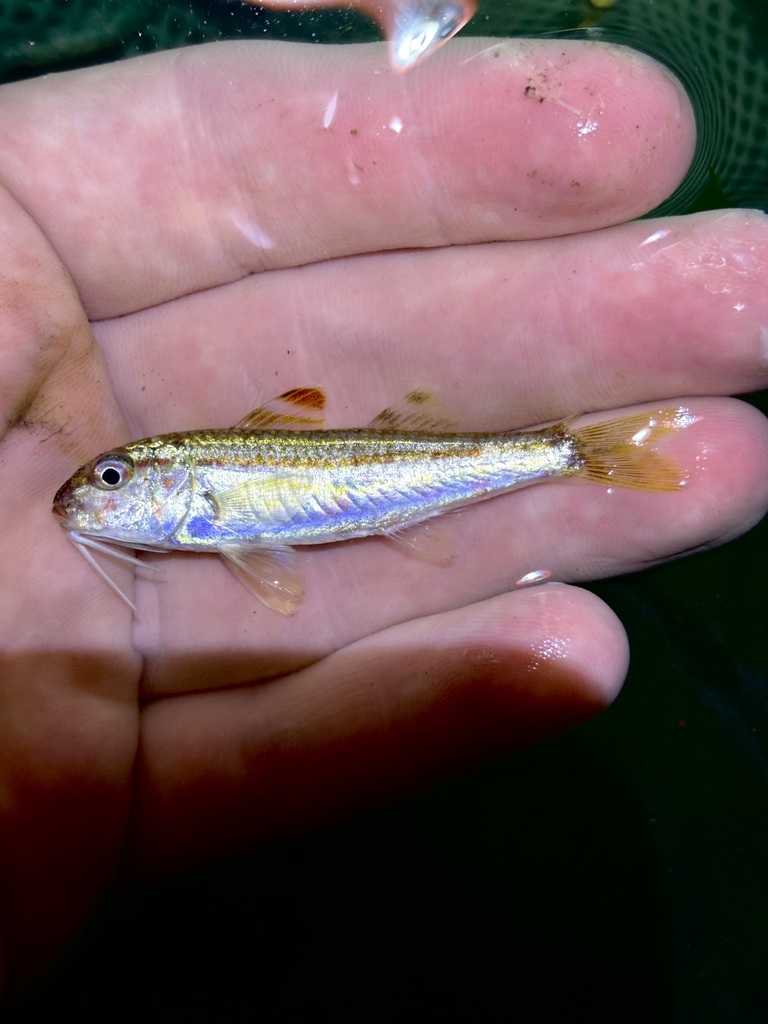 Red Goatfish