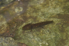 Ambystoma gracile