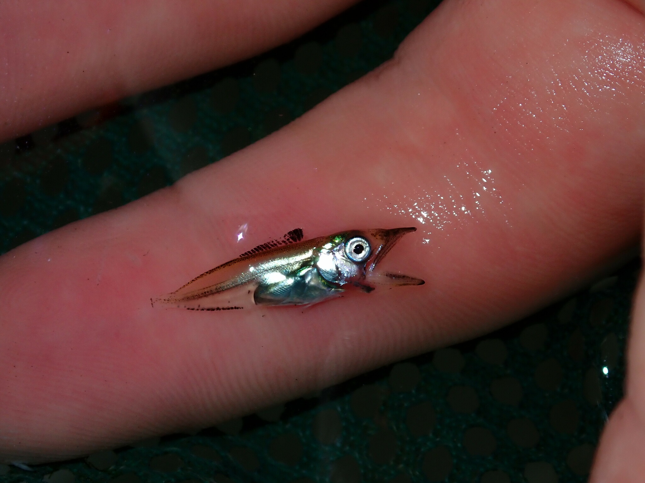 斑點馬鮫 (西班牙馬鮫) Scomberomorus maculatus
