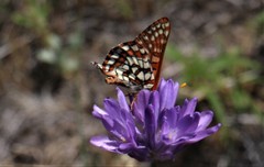 Euphydryas chalcedona chalcedona