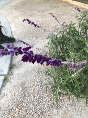 Salvia leucantha