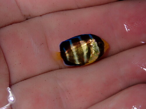 Angelfish (Holacanthus bermudensis) — Pomacanthidae — 2