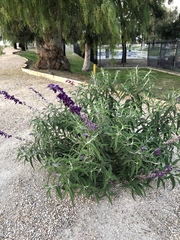 Salvia leucantha
