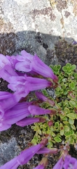 Penstemon davidsonii