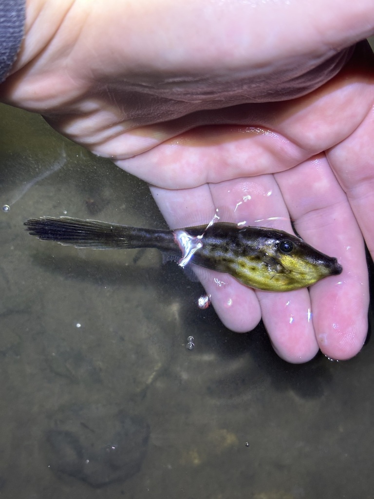 Orange Filefish