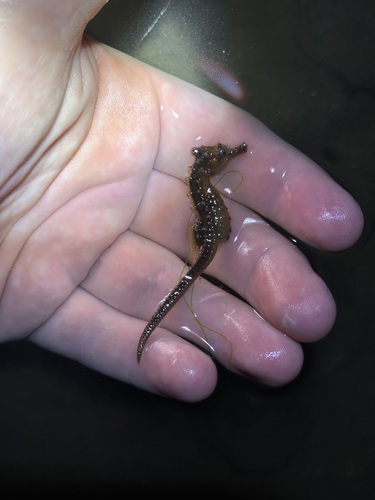 Northern Seahorse photographed in New Jersey