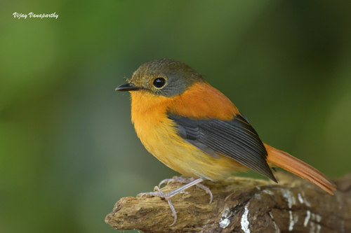 Black-and-orange Flycatcher (Ficedula nigrorufa), photo 8