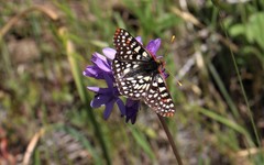 Euphydryas chalcedona chalcedona