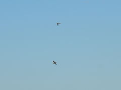 Gallinago paraguaiae