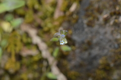 Myosotis discolor