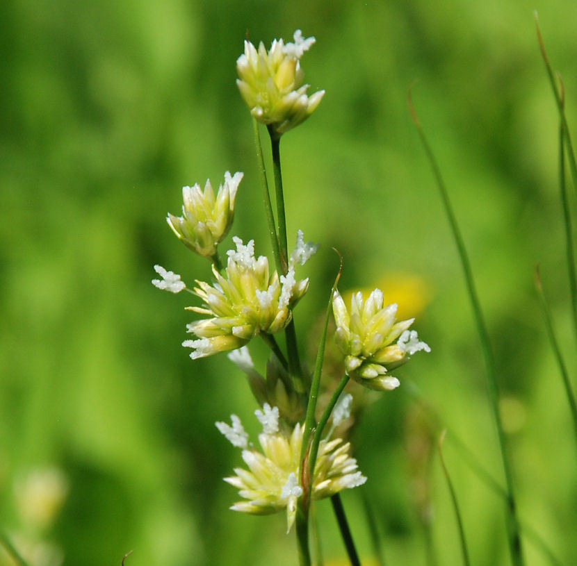 Juncus chlorocephalus