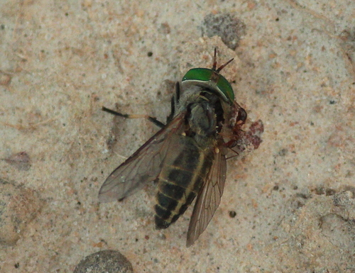 Tabanus mularis