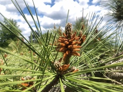 Pinus rigida