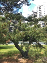 Pinus rigida