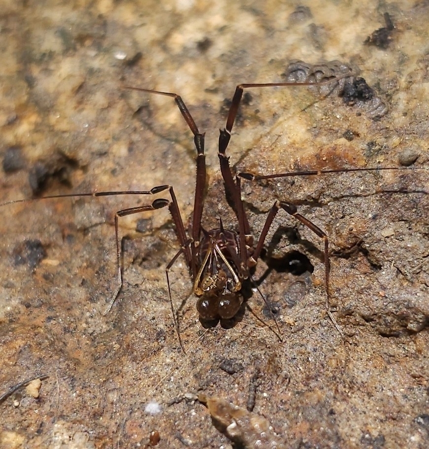 daddy longlegs