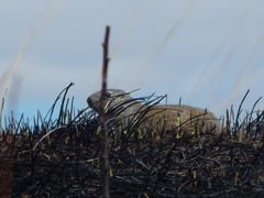 Poliocitellus franklinii