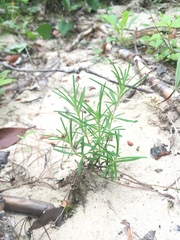 Conradina verticillata