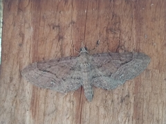 Eupithecia unicolor