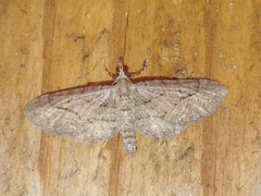 Eupithecia unicolor