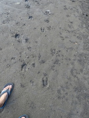 Bos javanicus domesticus