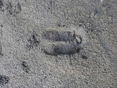 Bos javanicus domesticus