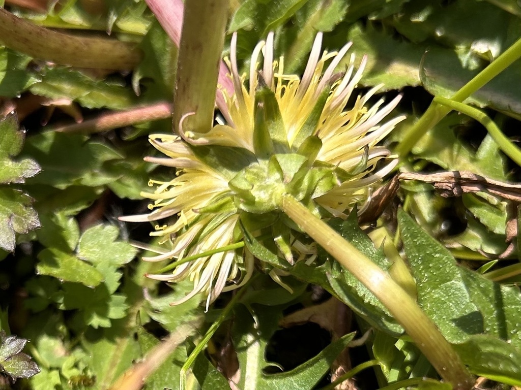 Cucullata