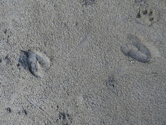 Bos javanicus domesticus