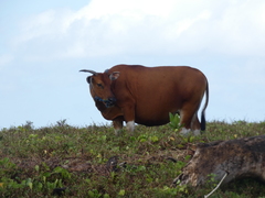 Bos javanicus domesticus