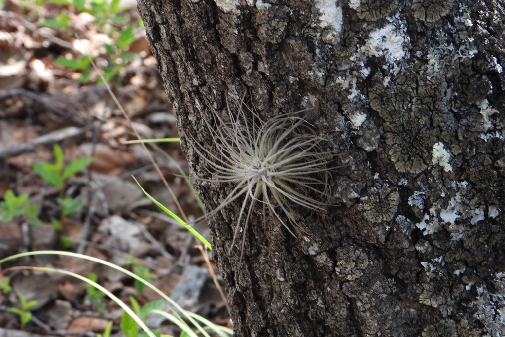 Tillandsia plumosa; photograph (c) Ricardo Betancourt Sánchez, some rights reserved (CC BY)