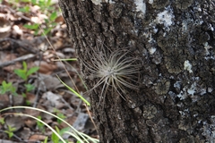Tillandsia plumosa