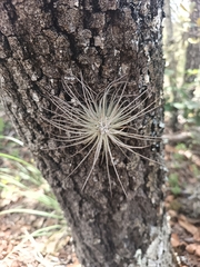 (c) Ricardo Betancourt Sánchez, some rights reserved (CC BY) Tillandsia plumosa, photograph (c) Ricardo Betancourt Sánchez, some rights reserved (CC BY)