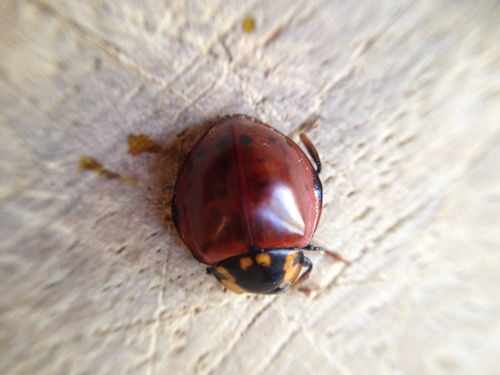iNaturalist observation photo of Flying Saucer Lady Beetle