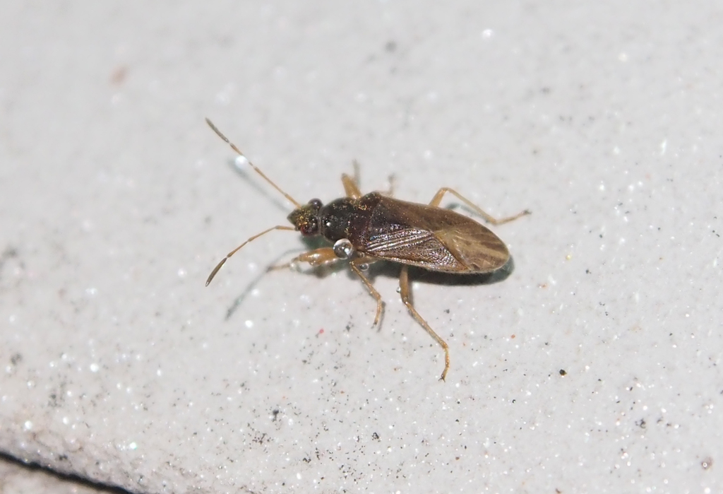 Remaudiereana flavipes