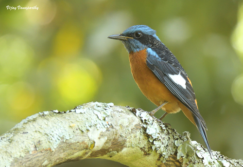 Monticola cinclorhyncha