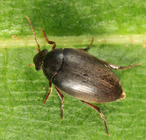Eucinetus strigosus