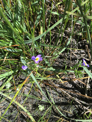 Porterella carnosula