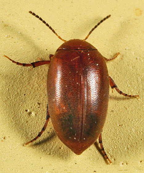 Tiled Plate-thigh beetle