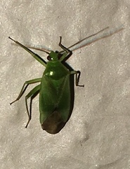 Lygocoris