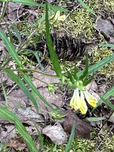 Common Cow-wheat