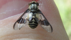 Chrysops callidus