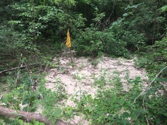 Conradina verticillata