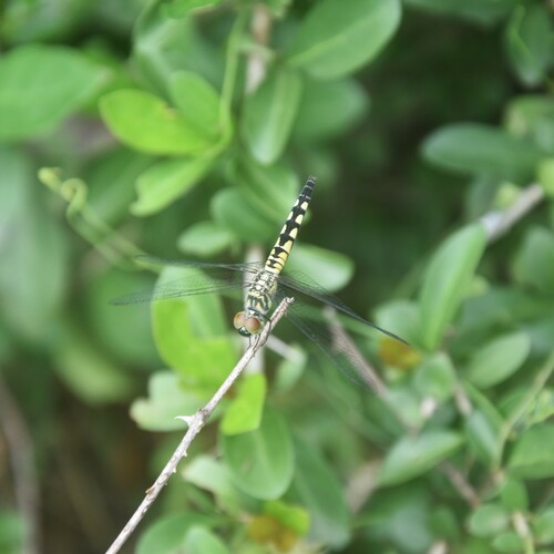 Little Blue Marsh Hawk