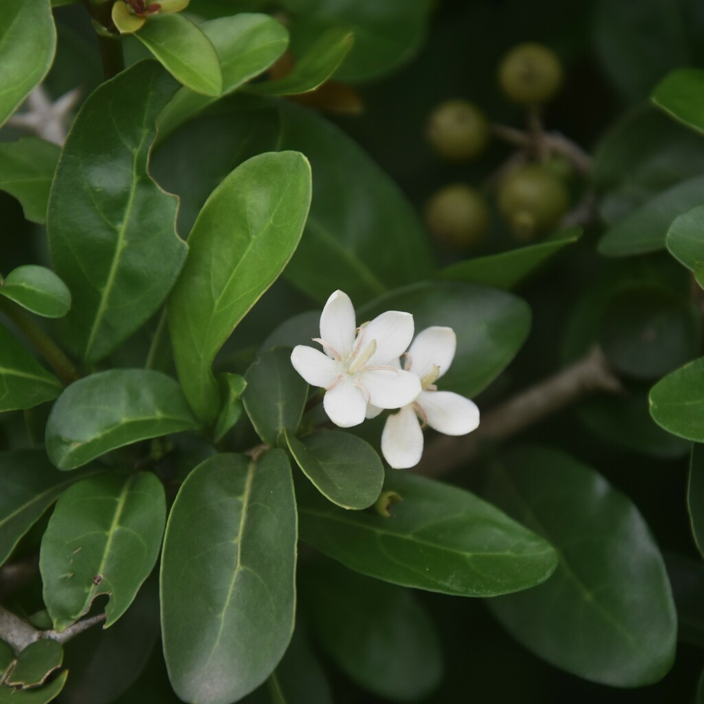 flowering plants from Paniora, Odisha 752054, India on July 21, 2024 at ...