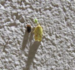 Sparganothis xanthoides