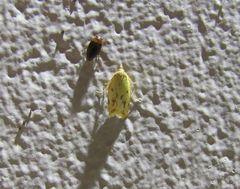 Sparganothis xanthoides